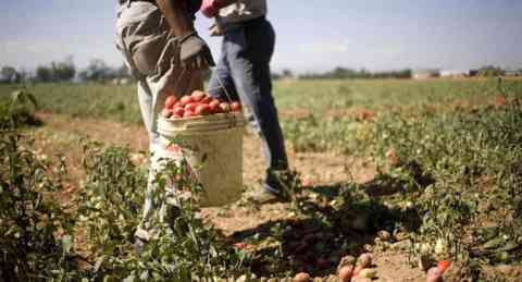 Migrants working in a field of tomato plants in Calabria. Photo : ANSA/Quotidiano Del Sud