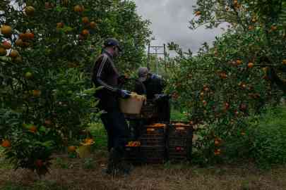Migrant workers in a mandarin grove in Calabria, November 2025. Photo: Valentina Camu for InfoMigrants