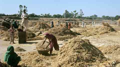 Millet, which can grow in arid, less fertile areas, is seen as an ideal food in times of climate change | Photo: H. Wilhelmy/Bibliographisches Institut//picture-alliance