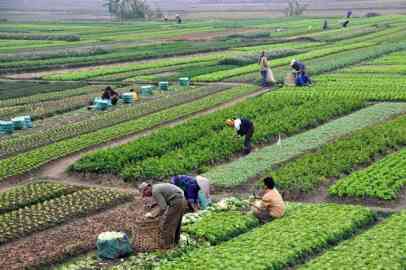 File photo: Migrant workers in Italian fields | Photo: ANSA / Ufficio Stampa Coldiretti Basicilcata (press office)