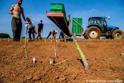 From file: Workers picking asparagus on a field in UK | Photo: picture alliance/Loop Images/Simon Ford