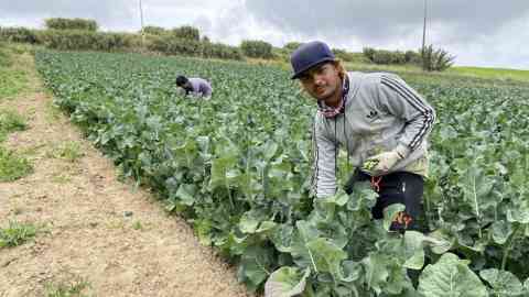 Without workers from abroad, experts warn that Portugal's huge agricultural sector would struggle | Photo: Jochen Faget/DW