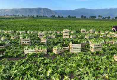 From file: A field in Fucino, Italy | Photo: ANSA