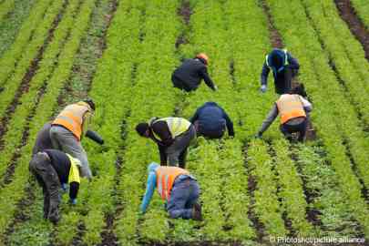 G's Salad Farming, near Ely Cambridgeshire, UK, brought in specialists from Romania during the COVID-19 pandemic to teach local and new employees in the field | Photo: picture alliance