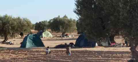 Migrants in olive groves in El Amra, Tunisia, on November 28, 2023 | Photo: Private