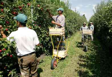 Moroccan seasonal workers on a farm in the Bouches-du-Rhône region of France on July 18, 2002 | Photo: Boris Horvat /AFP