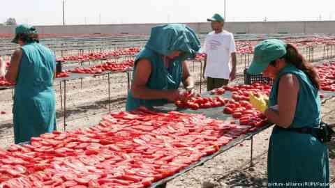 From file: Migrant laborers are often used to work in agriculture in Italy, as seen here in the tomato fields of Foggia | Photo: picture-alliance/ROPI/Fasano