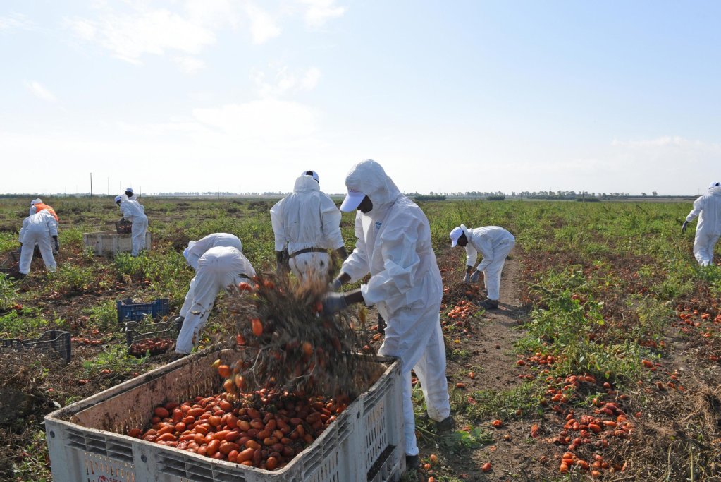 File photo: Workers of foreign nationality harvesting tomatoes in Italy's Puglia region | Photo: Franco Cautillo / ANSA