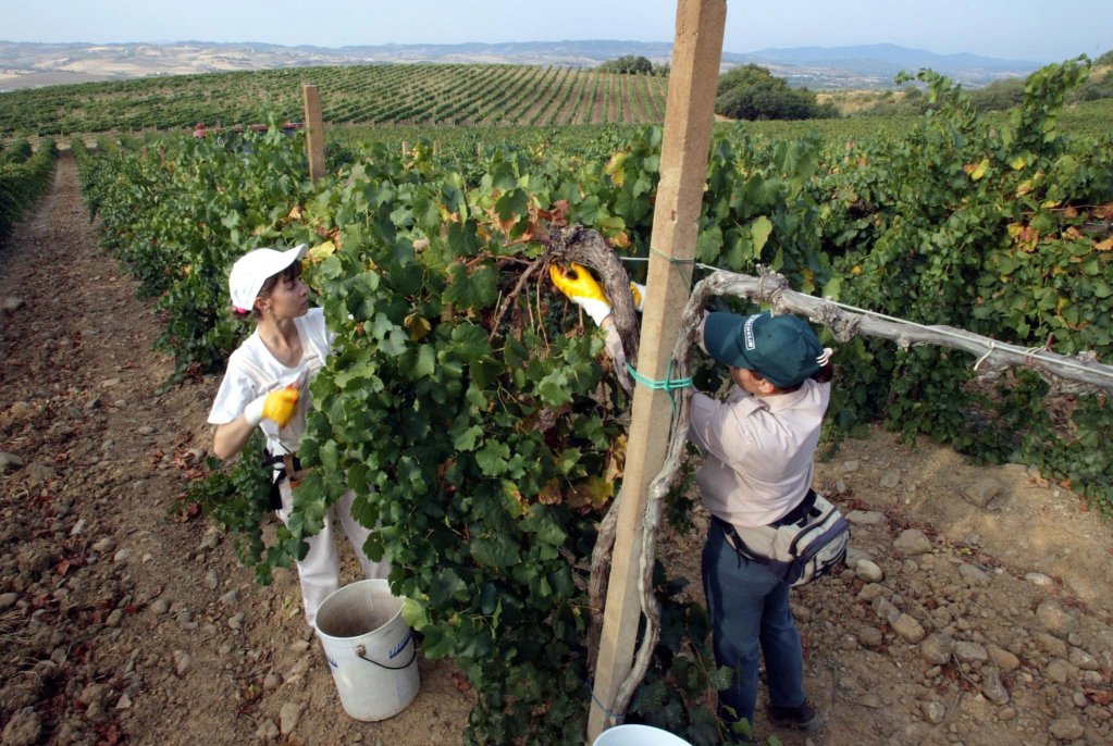 Italy 24 migrants receive training on Brunello wine in Montalcino