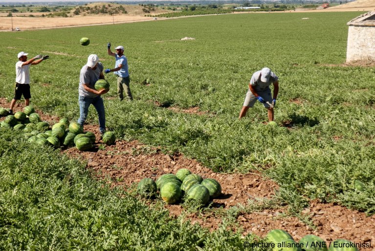 From file: Watermelon harvest in Larissa, Greece | 
picture alliance / ANE / Eurokinissi | Leonidas Tzekas