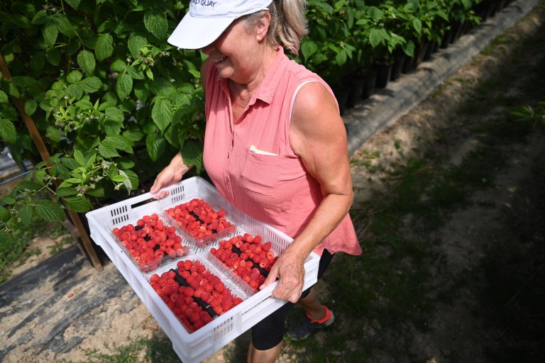 UK At least 45,000 seasonal farmworker visas for 2024 InfoMigrants